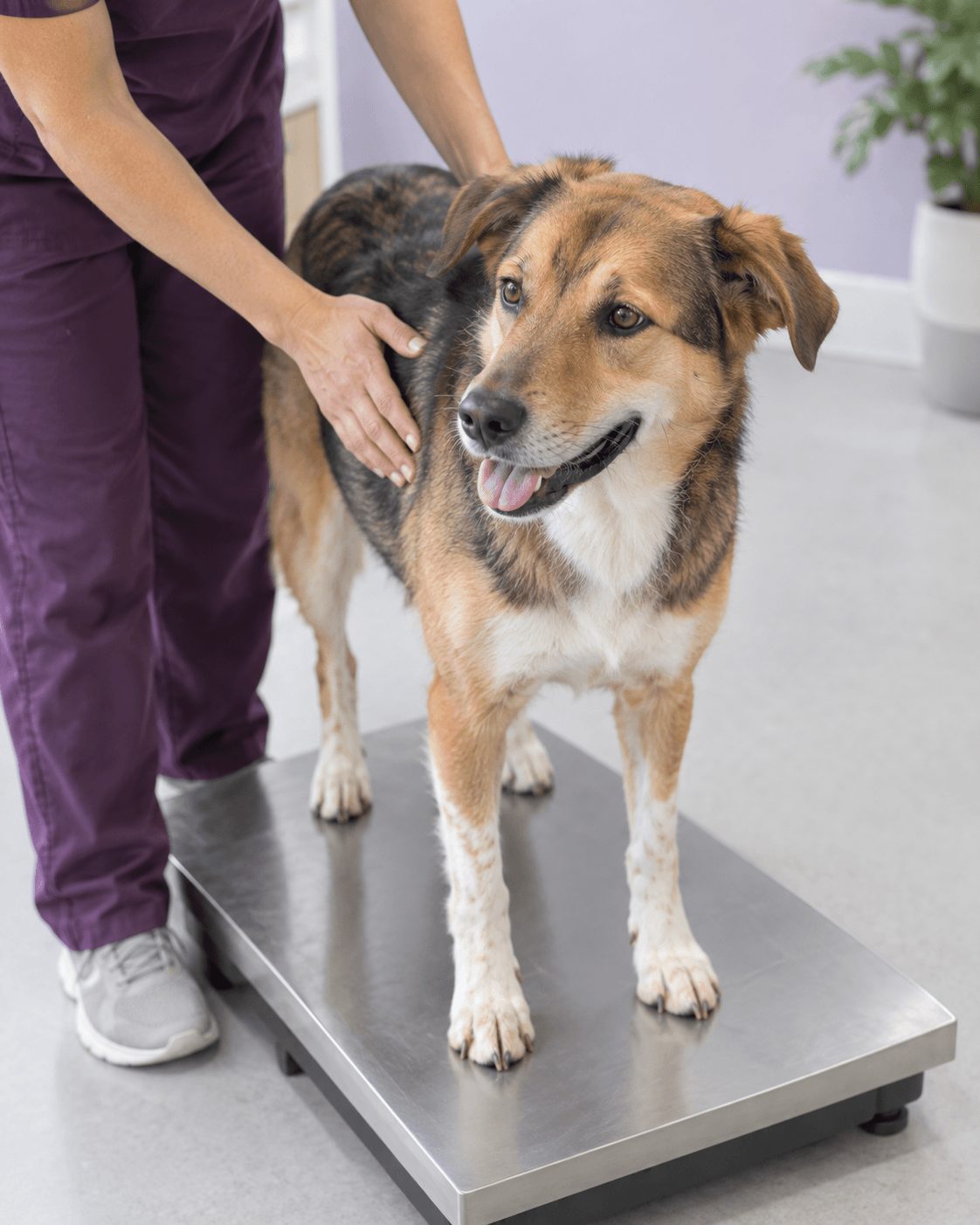 Perro sobre la báscula de la clínica durante un control de peso